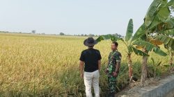 Koramil 1605 Sukagumiwang Indramayu Lakukan Monitoring dan Pendampingan Panen Padi di Desa Manguntara 