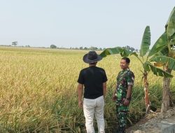 Koramil 1605 Sukagumiwang Indramayu Lakukan Monitoring dan Pendampingan Panen Padi di Desa Manguntara 