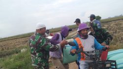 Babinsa Koramil 1603 Lohbener Indramayu Melakukan Pendampingan Pertanian di Desa Sukadadi