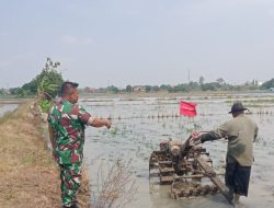 Babinsa Koramil 1604 Jatibarang Indramayu Lakukan Monitor Pendampingan Pertanian Lahan Sawah di Wilayah Jatibarang 