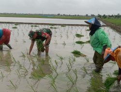 Aksi Nyata TNI, Babinsa Koramil 1609 Juntinyuat Indramayu Bantu Petani Melaksanakan Penanaman Padi Secara Konvensional 