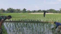 Babinsa Koramil 1609 Juntinyuat Indramayu Monitor Percepatan Tanaman LTT Musim Gaduh 2025