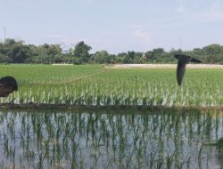 Babinsa Koramil 1609 Juntinyuat Indramayu Monitor Percepatan Tanaman LTT Musim Gaduh 2025