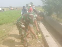 Babinsa Koramil 1608 Karangampel Indramayu Melakukan Gropyokan Tikus bersama Poktan di Desa Jayawinangun