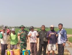 Babinsa Koramil 1611 Losarang Indramayu Bersama Petani Melakukan Penyempurnaan Masal 