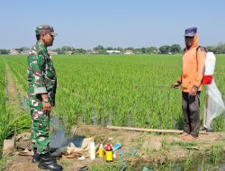 Tingkatkan Swasembada Pangan, Babinsa Koramil 1611 Losarang Melakukan Pendampingan Pertanian