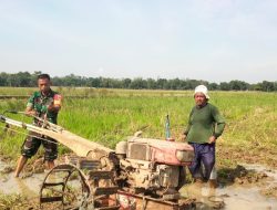 Aksi Nyata TNI Dukung Program Ketahanan Pangan Nasional, Babinsa Koramil 1605 Sukagumiwang Indramayu Bantu Petani