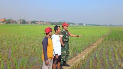 Tingkatkan Produktivitas Pertanian, Babinsa Koramil 1608 Karangampel Indramayu Melakukan Pendampingan Pertanian 
