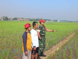 Tingkatkan Produktivitas Pertanian, Babinsa Koramil 1608 Karangampel Indramayu Melakukan Pendampingan Pertanian