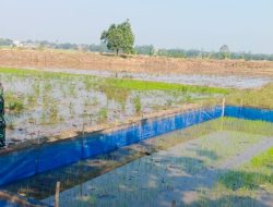 Babinsa Koramil 1605 Sukagumiwang Indramayu Melakukan Monitoring dan Pendampingan Pertanian Olah Lahan Sawah 