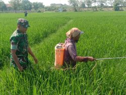 Bersama TNI Sukseskan Swasembada Pangan, Babinsa Koramil 1602 Sindang Indramayu Melakukan Pendampingan Pertanian 