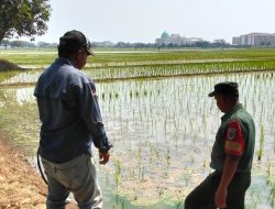 Dukung Program Presiden, Babinsa Koramil 1603 Lohbener Indramayu Laksanakan Pendampingan Pertanian