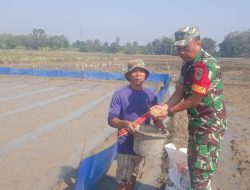 Aksi Nyata TNI Dukung Program Presiden, Babinsa Koramil 1605 Sukagumiwang Indramayu Turun Ke lahan Persawahan Petani 