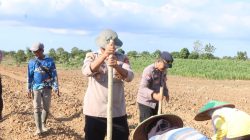 Polres Indramayu Tanam Jagung Tahap Tiga di LBS Desa Cikawung Trisi