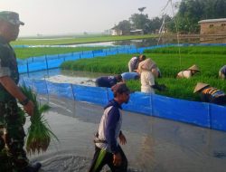 Aksi Nyata TNI, Babinsa Koramil 1605 Sukagumiwang Indramayu Melakukan Pendampingan Pertanian Olah Lahan Sawah 
