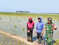 Aksi Nyata TNI, Babinsa Koramil 1603 Lohbener Indramayu Melakukan Pendampingan Pertanian di Lahan Persawahan