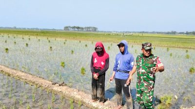 Aksi Nyata TNI, Babinsa Koramil 1603 Lohbener Indramayu Melakukan Pendampingan Pertanian di Lahan Persawahan 