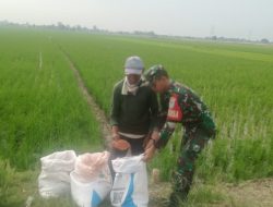 TNI Dukung Program Presiden, Babinsa Koramil 1611 Losarang Indramayu Turun Ke Sawah Lakukan Pendampingan Pertanian