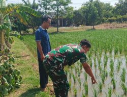 Sukseskan Program Ketahanan Pangan Nasional, Babinsa Koramil 1603 Lohbener Indramayu Melakukan Pendampingan Pertanian 