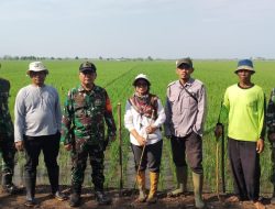 Merugikan Petani, Koramil 1603 Lohbener Indramayu Bersama Forkopimcam Arahan Menggelar Gropyokan Hama Tikus 