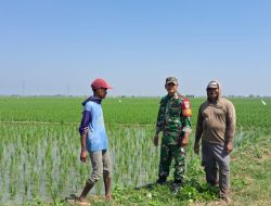 Dukung Program Ketahanan Pangan, Babinsa Koramil 1611 Losarang Indramayu Lakukan Pendampingan Pertanian 