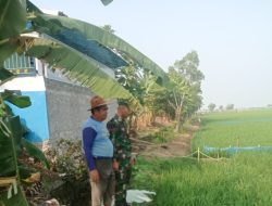 Babinsa Koramil 1611 Losarang Indramayu Lakukan Komsos Bersama Pertani Bahas Pertanian Desa Puntang Blok Berintik