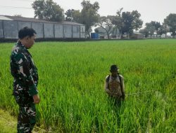 Dampingi Petani, Sukseskan Program Ketahanan Pangan Nasional, Babinsa Koramil 1604 Jatibarang Indramayu Melakukan Monitor Pendampingan Pertanian