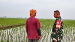 Babinsa Koramil 1603 Lohbener Indramayu Melakukan Pendampingan Pertanian di Desa Linggajati 