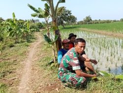 Babinsa Koramil 1609 Juntinyuat Melakukan Kegiatan Pendampingan Pertanian