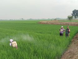 Babinsa Koramil 1611 Losarang Indramayu Monitoring Pendampingan Pertanian Desa Pegagan