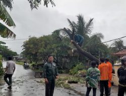 Babinsa Koramil 1601 Indramayu Bantu Evakuasi Pohon Tumbang du Jalan Blok Song Tanggul Desa Pabeanudik