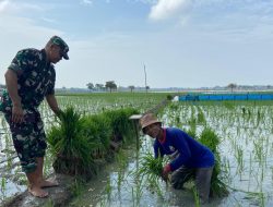 Sukseskan Swasembada Pangan, Babinsa Koramil 1605 Sukagumiwang Melaksanakan Pendampingan Pertanian