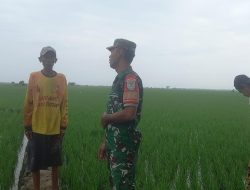 Dukung Program Presiden, Koramil 1603 Lohbener Melaksanakan Pendampingan Pertanian Desa Kiajaran Kulon 