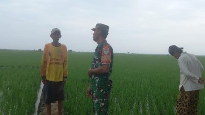 Dukung Program Presiden, Koramil 1603 Lohbener Melaksanakan Pendampingan Pertanian Desa Kiajaran Kulon 