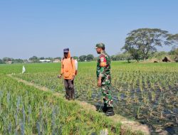 Tingkatkan Kesejahteraan Petani, Babinsa Koramil 1611 Losarang Melaksankan Pendampingan Pertanian