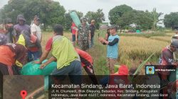 Danramil 1602 Sindang Indramayu Bersama Forkopimcam Sindang Melaksanakan Panen Perdana Gunakan Combine 