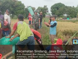Danramil 1602 Sindang Indramayu Bersama Forkopimcam Sindang Melaksanakan Panen Perdana Gunakan Combine