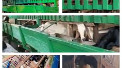 BJ Farm Siap Menyediakan Kambing untuk Qurban dan Aqiqah
