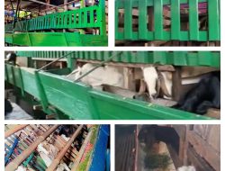 BJ Farm Siap Menyediakan Kambing untuk Qurban dan Aqiqah