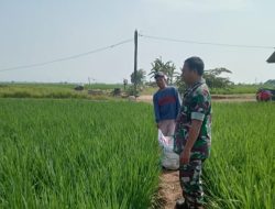 Babinsa Koramil 1602 Sindang Indramayu Monitoring dan Pendampingan Pertanian Pemupukan Padi di Desa Cadangpinggan