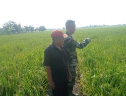 Babinsa Koramil 1611 Losarang Monitoring Dan Pendampingan Pertanian Desa Puntang Kecamatan Losarang