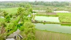 Mengenal Desa Rejoagung, Potensi Desa Meningkat Setelah Program Penataan Akses Reforma Agraria