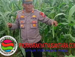 Kapolsek Maesa Tinjau Lahan Jagung 4,5 Hektar, Dukung Program Swasembada Pangan Nasional