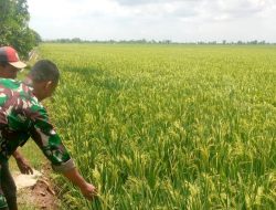 Tingkatkan Produktivitas Pertanian, Babinsa Koramil 1603 Lohbener Melaksanakan Pendampingan
