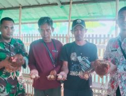 Pemberian Bantuan Ayam Petelur dalam Program TMMD ke-126 di Desa Longok