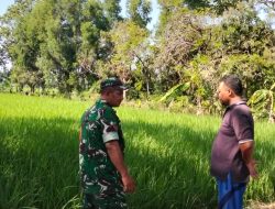 Babinsa Koramil 1603 Lohbener Melaksanakan Kegiatan Pendampingan Pertanian Di Wilayah Binaan 