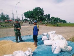 Babinsa Koramil 1611 Losarang Monitoring Dan Pendampingan Pertanian di Blok Rancagunda Desa Jangga 