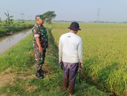 Babinsa Koramil 1605 Sukagumiwang Monitoring Dan Pendampingan Pertanian Olah Lahan di Desa Sukagumiwang 