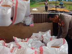 Kapolsek Maesa Monitoring Panen Jagung Bersama Kelompok Tani “Mekar”, Dukung Swasembada Pangan Nasional
