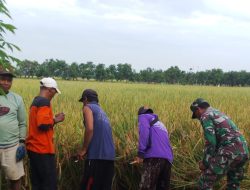 Koramil 1603 Lohbener Melaksanakan Pendampingan Pertanian Desa Pamayahan kecamatan Lohbener